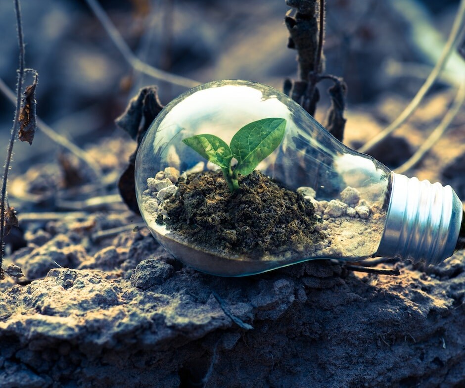 plant and dirt inside a lightbulb