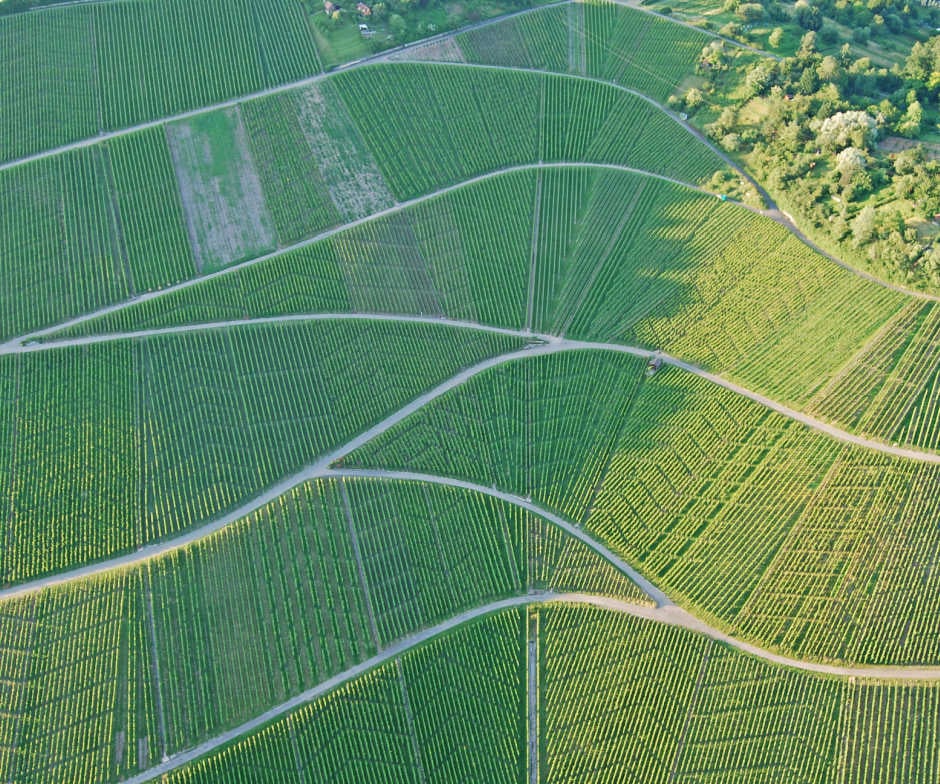 fields growing in mountain