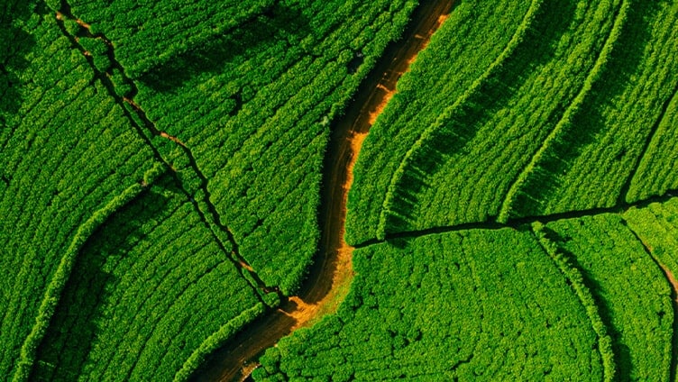 Greenery with a path in between