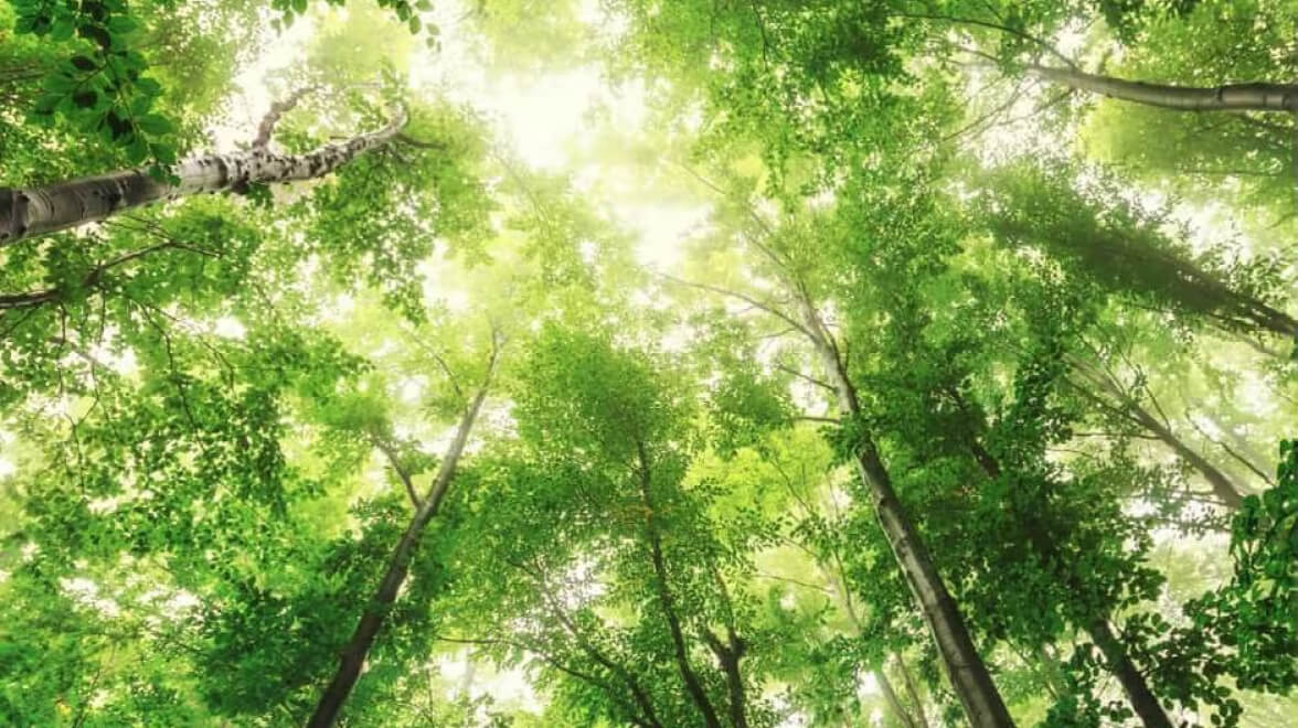 trees
