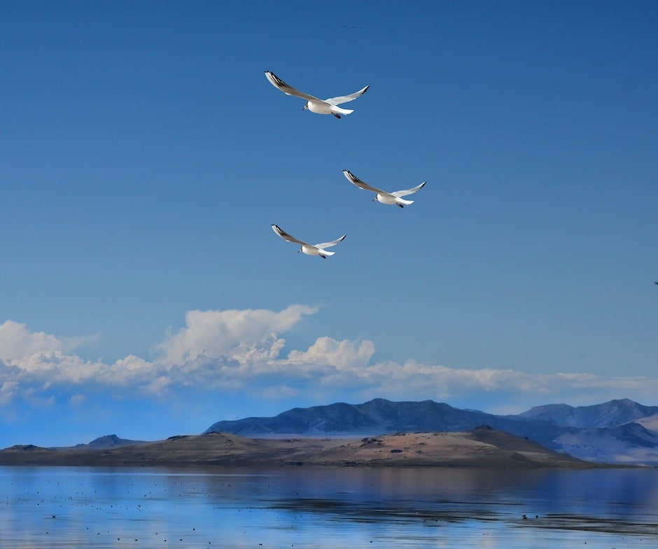birds flying above the water and under the blue sky