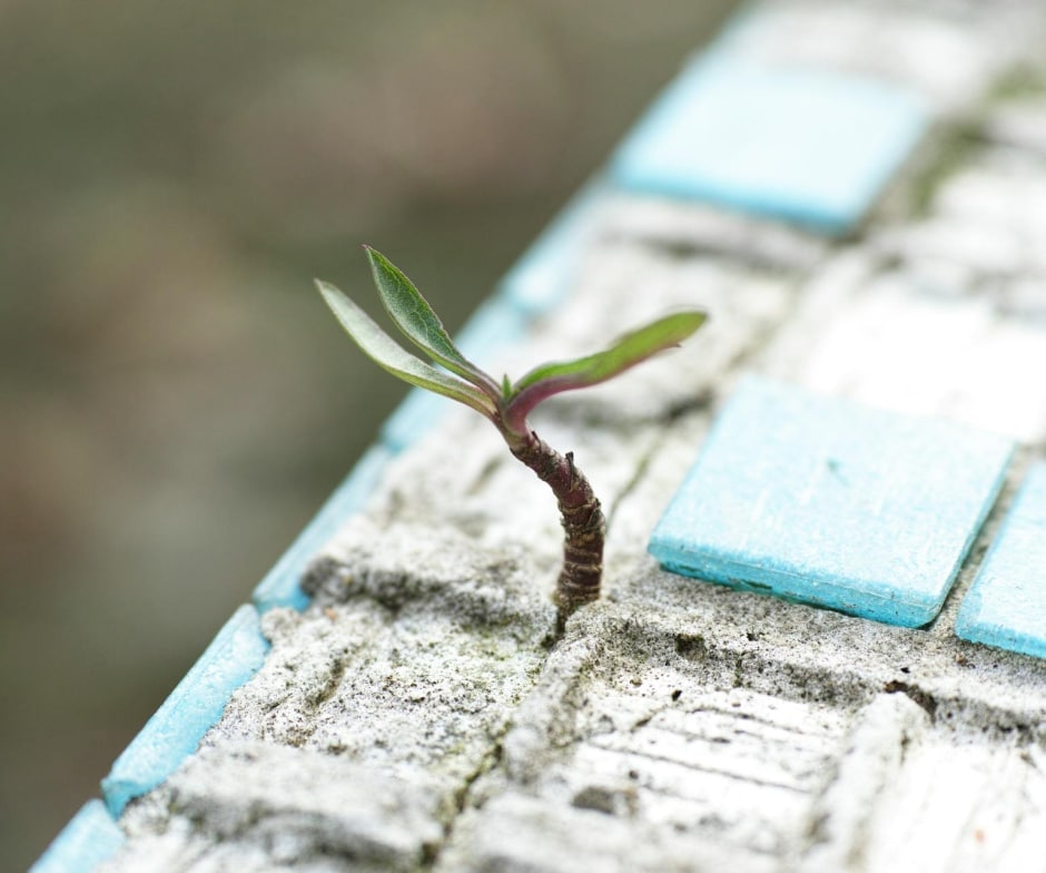 small plant erupting from concreate wall